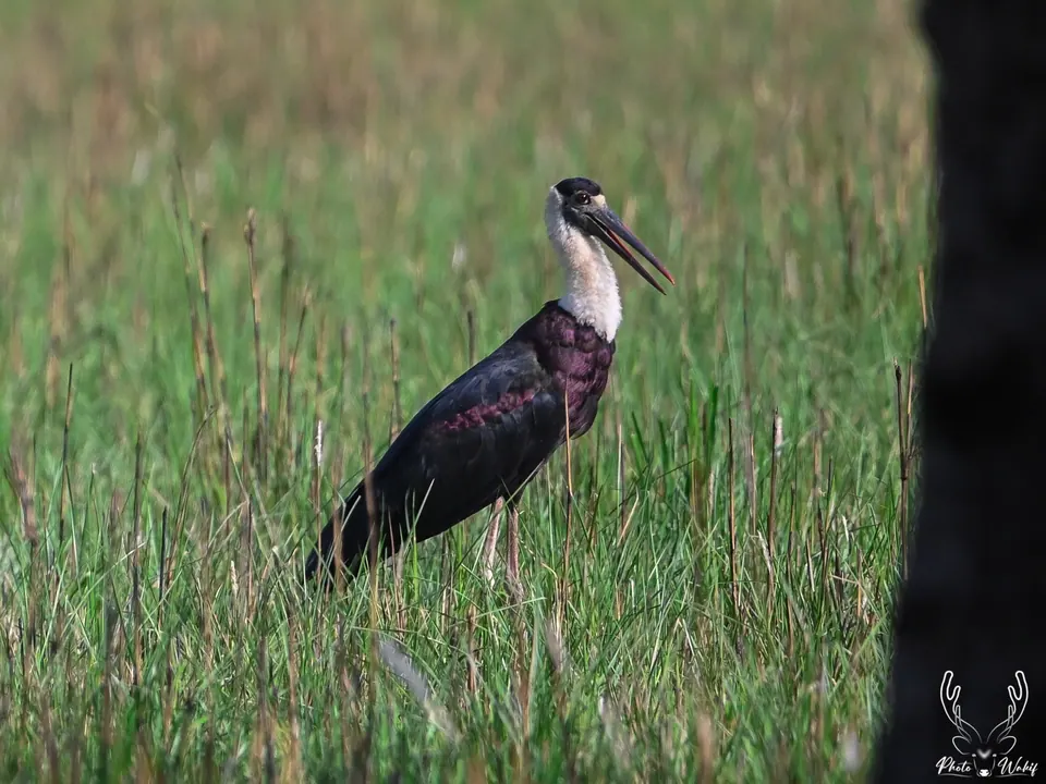 A large dark waterbird standing among reeds.
