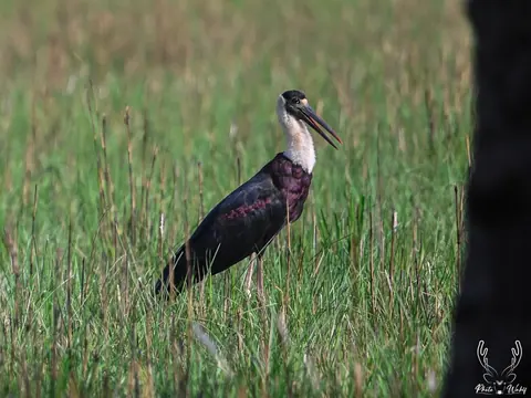 A large dark waterbird standing among reeds.