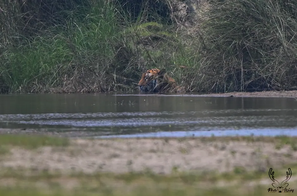 A tiger visible across a broad river channel.
