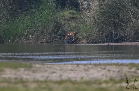 A tiger visible across a broad river channel.