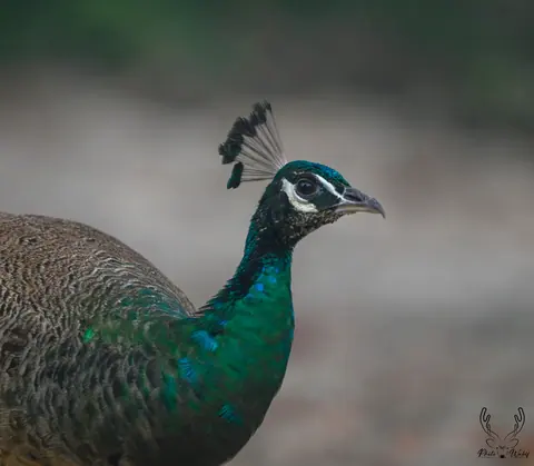 A peacock in soft forest light.