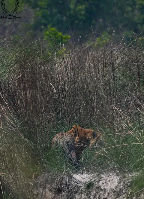 A tiger emerging through tall riverbank grass.