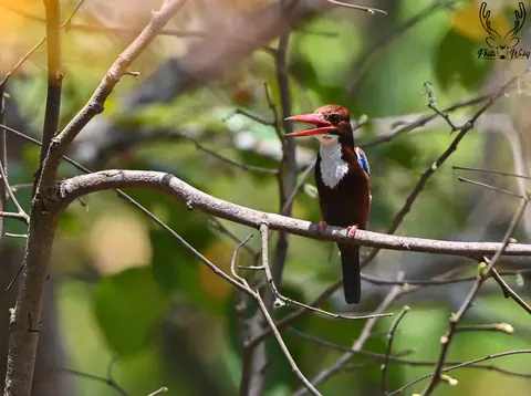 A red-headed woodpecker perched among green branches.