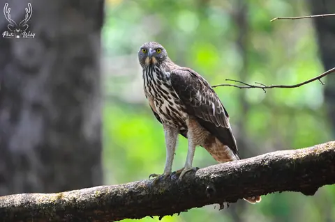 A forest raptor perched on a horizontal branch.