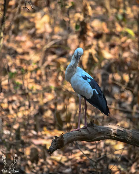 A tall wetland bird standing on a fallen trunk.