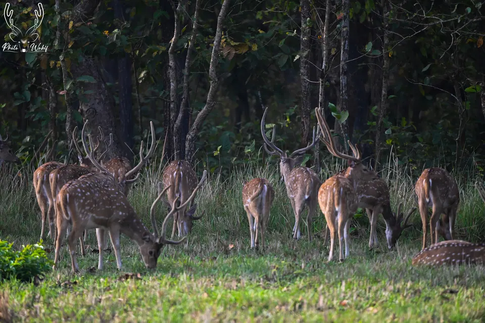 A herd of spotted deer gathered at the forest edge.