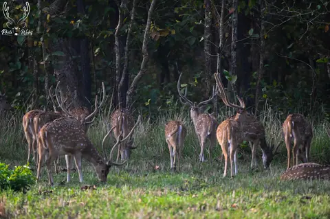 A herd of spotted deer gathered at the forest edge.