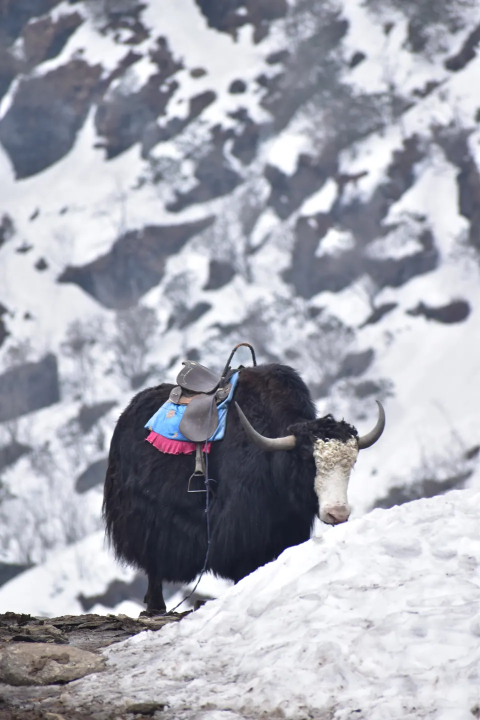 A large Himalayan bird standing against snow-covered rock.