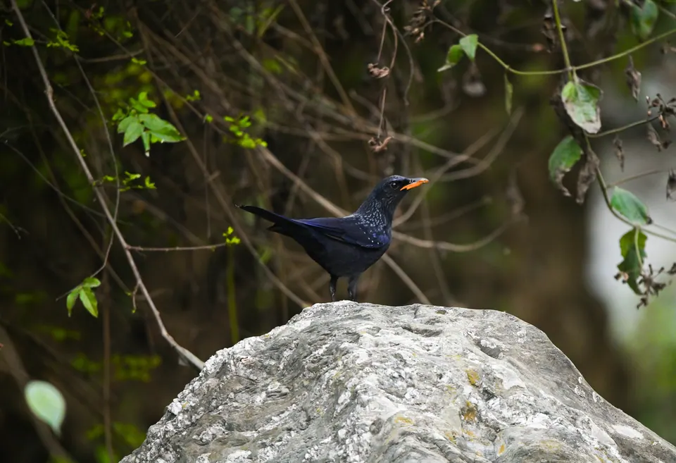 A blue-black bird perched on a pale river rock.