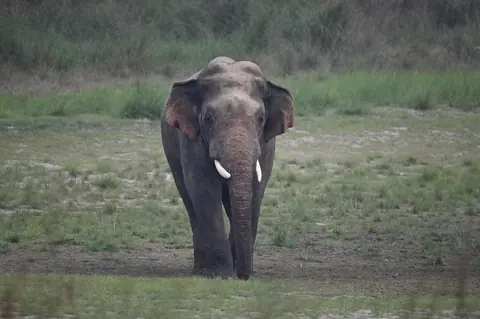 A wild elephant walking through open grassland.