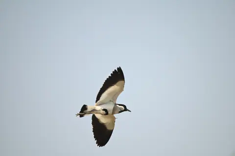 A black-and-white waterbird flying across a clear sky.