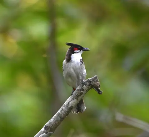 A small crested bird perched against a green background.