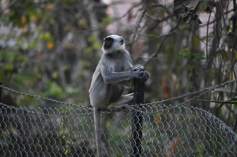A macaque sitting above a forest fence.