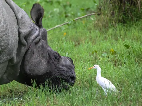 A rhinoceros grazing beside a white egret.