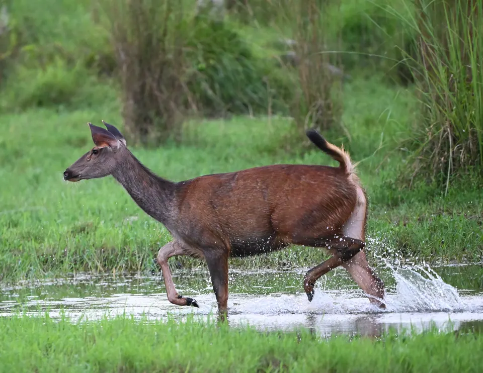A deer stepping through a shallow wetland.