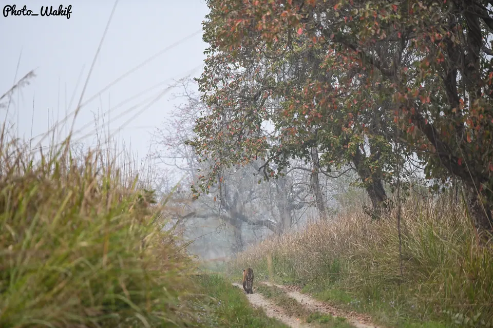A narrow forest road fading into mist.