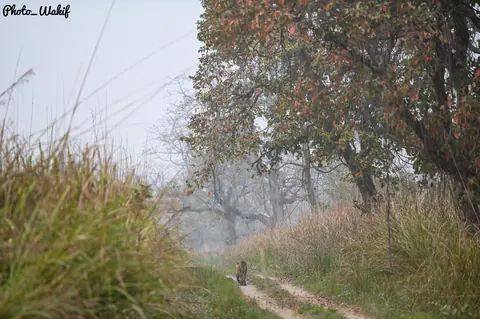 A narrow forest road fading into mist.
