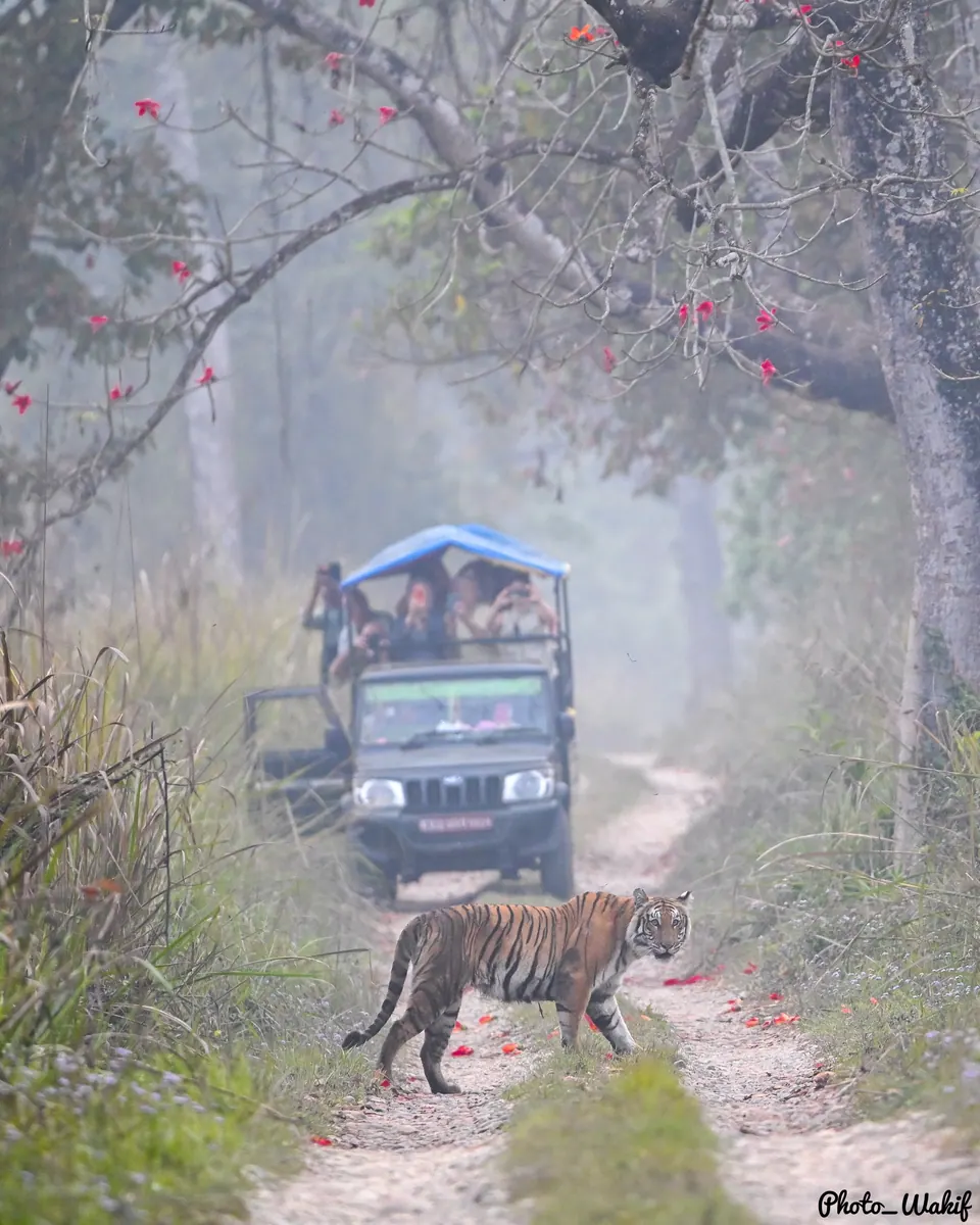 A tiger crossing a forest road in front of a distant jeep.