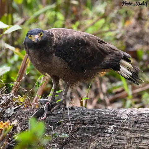 A dark raptor photographed at close range on the forest floor.