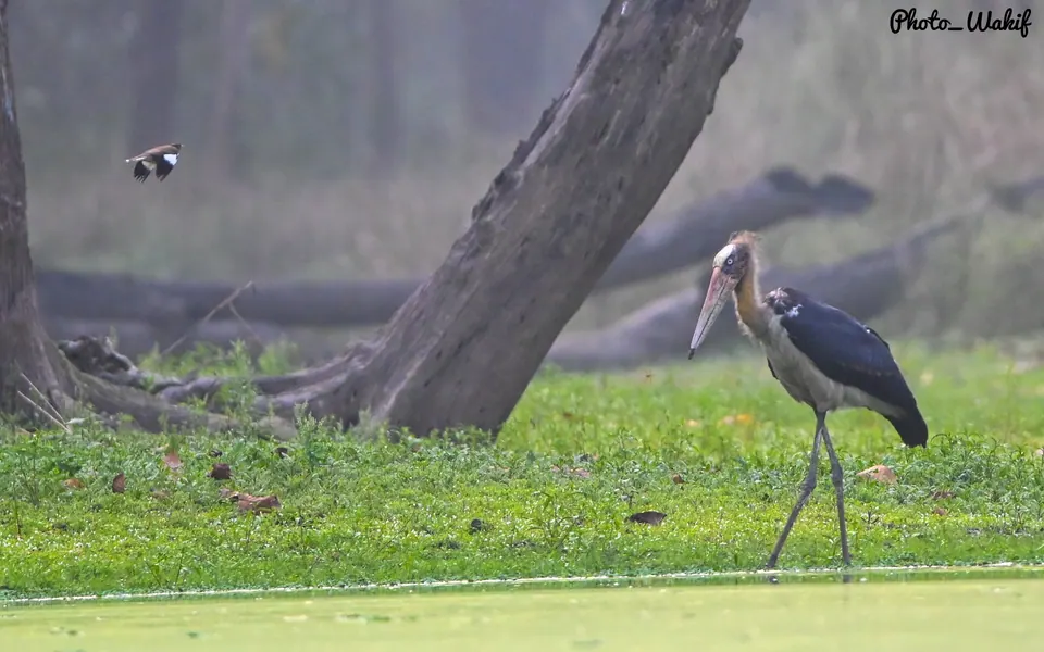 A tall bird walking through a green wetland clearing.