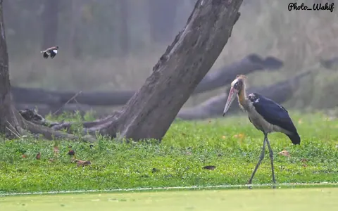 A tall bird walking through a green wetland clearing.