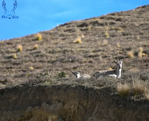 Wild antelope moving across an open high-altitude slope.