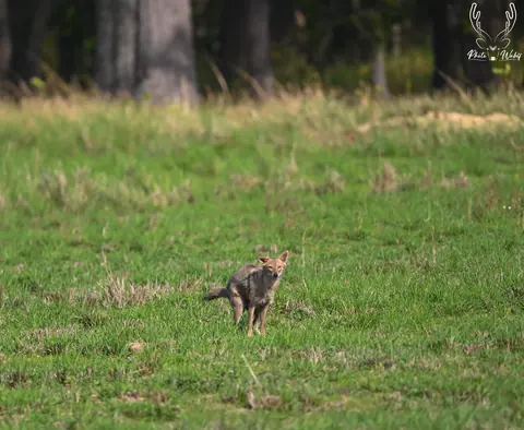 A jackal walking across a grassy clearing.