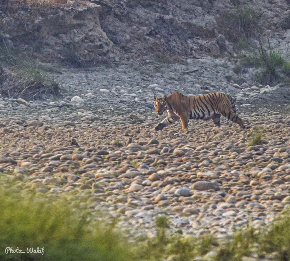 A tiger moving along a high stony riverbank.