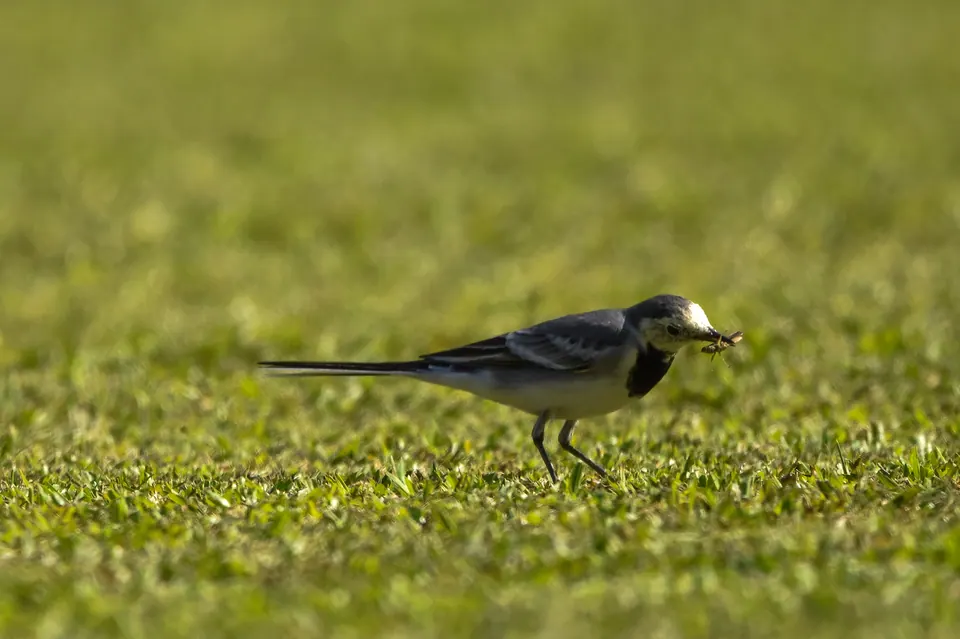 A small black-and-white bird on a vivid green lawn.