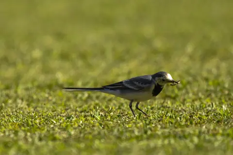 A small black-and-white bird on a vivid green lawn.