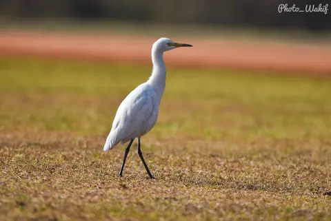 A white egret walking through grassland.