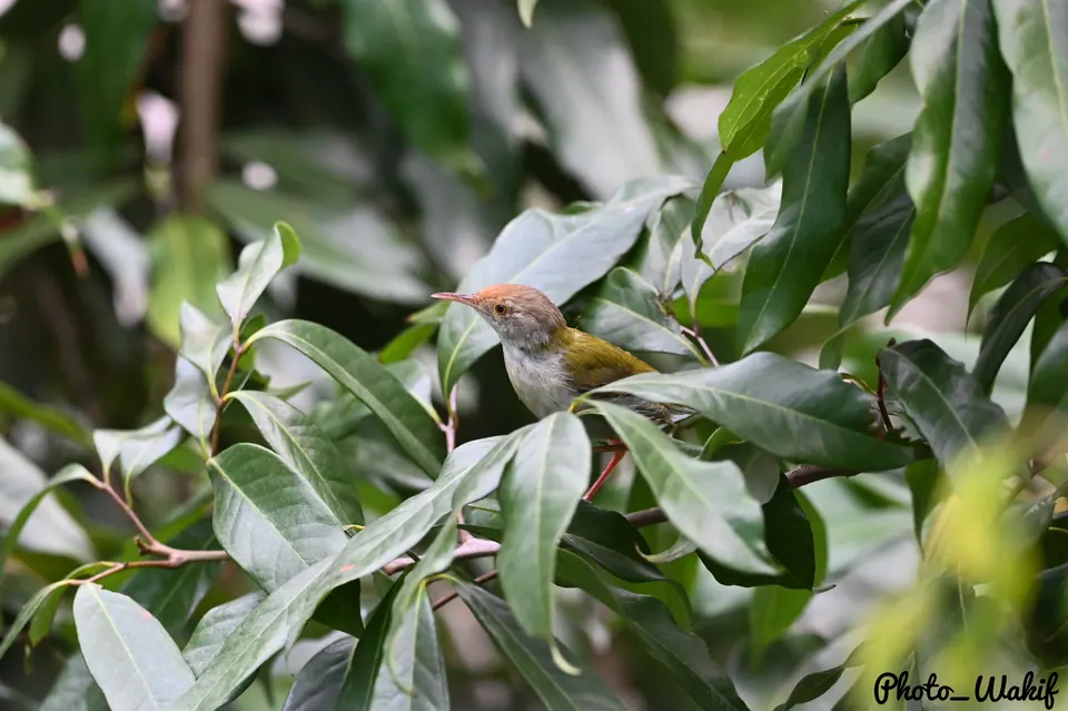 A pale forest bird framed by dense leaves.