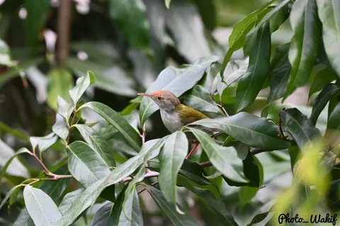 A pale forest bird framed by dense leaves.