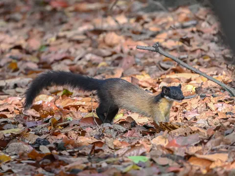 A squirrel foraging among dry leaves.