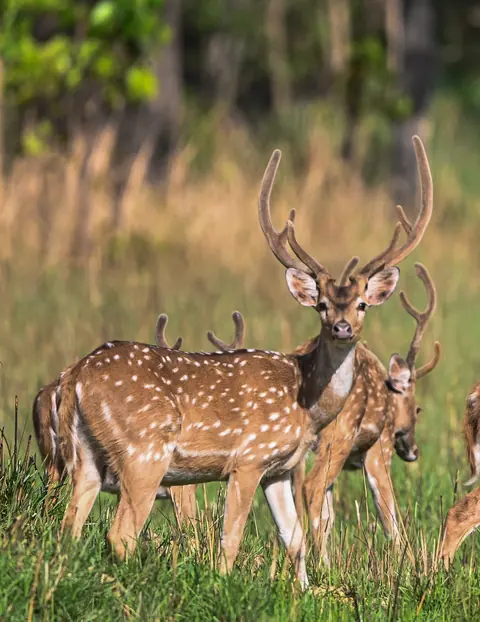 Two spotted deer, including a mature stag, in a forest clearing.