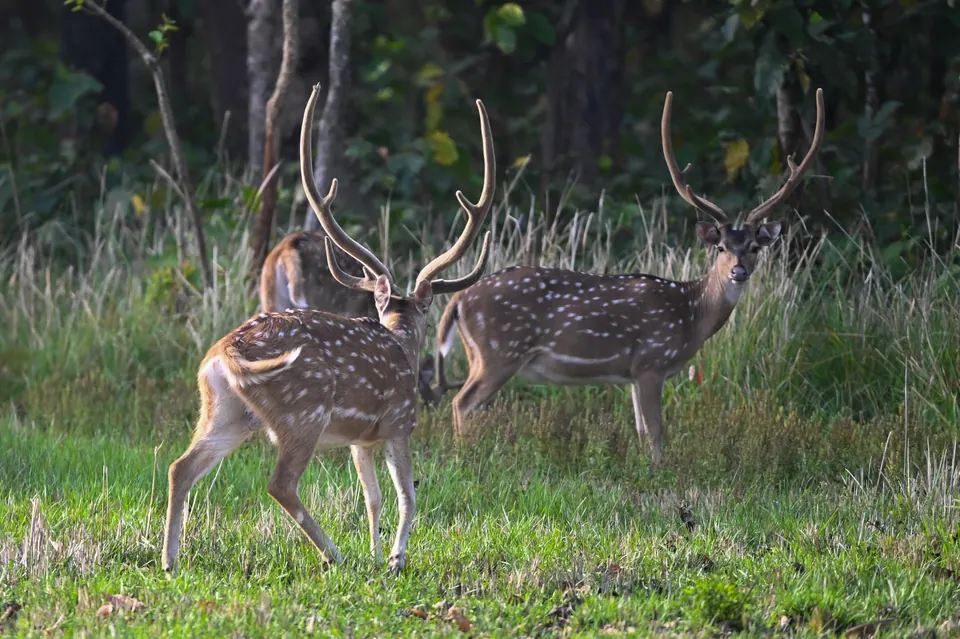 Three spotted deer standing at the edge of the forest.