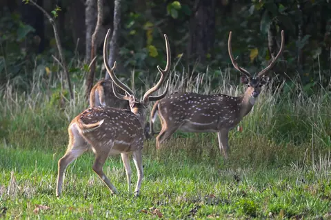 Three spotted deer standing at the edge of the forest.