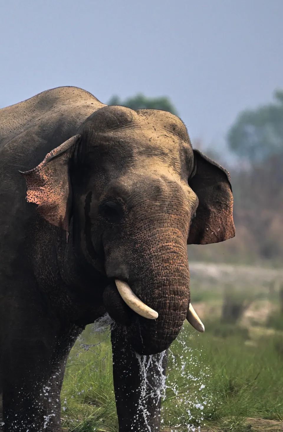 A close portrait of a wild elephant.