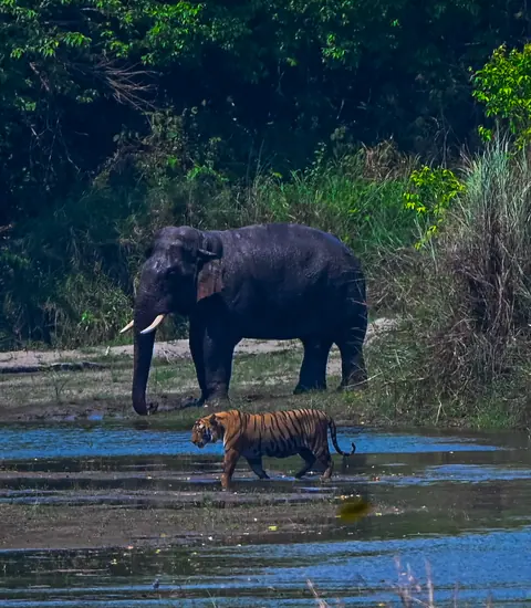 A tusked elephant walking toward the camera.