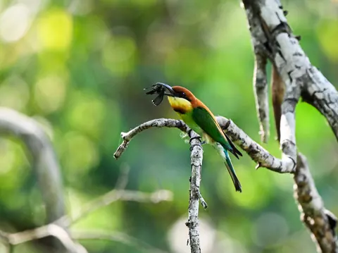 A brightly coloured bird perched on a pale branch.