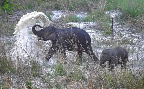 An elephant family walking together through shallow water.
