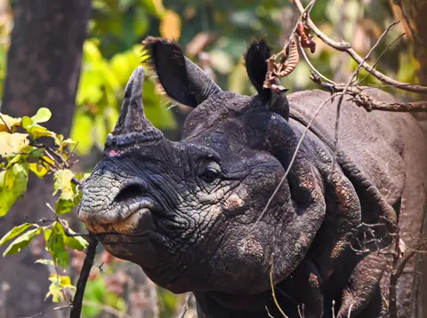 A one-horned rhinoceros beneath woodland branches.