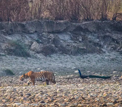 A tiger and peacock sharing a wide stony riverbed.