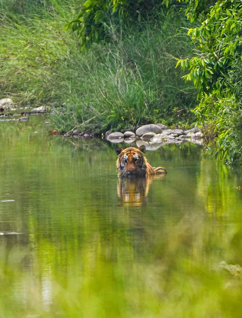 A tiger reflected in a quiet forest pool.