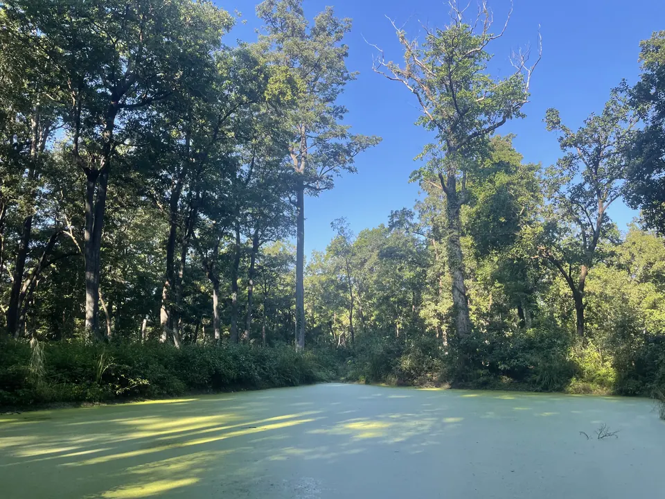 A forest wetland covered in vivid green growth.