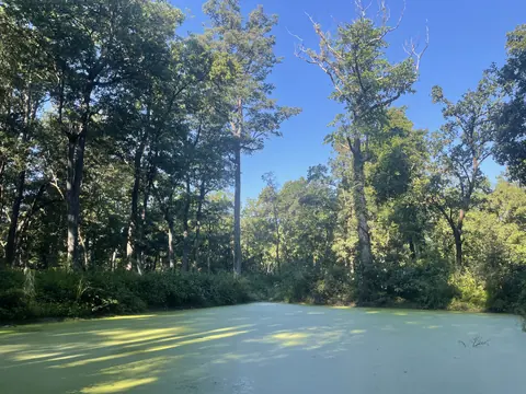 A forest wetland covered in vivid green growth.