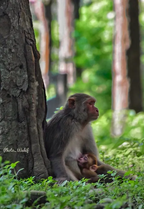 A macaque sitting beside a tree trunk.
