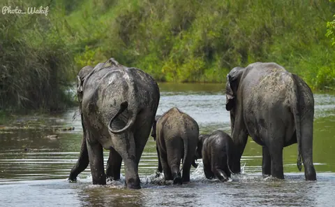 An elephant family standing in a river channel.