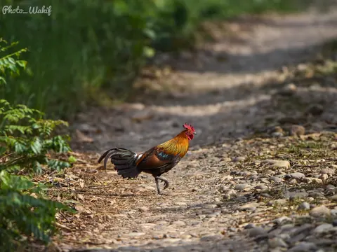 A red junglefowl walking along a forest trail.