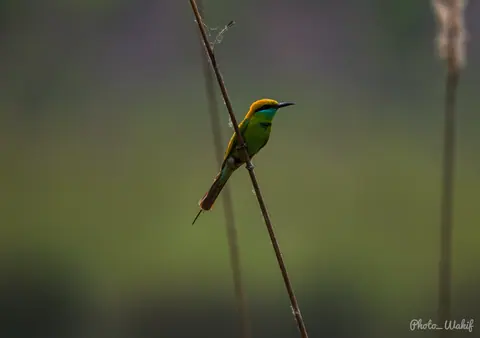 A green bee-eater balanced on a slender reed.